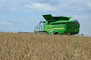 Rotorinis John Deere kombainas didingai atrodė rapsų lauke